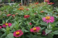 Erigeron karvinskianus is a species of daisy like flowering plant