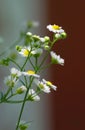Brilliant and Dainty Fleabane Flowers with Multi-color background - Erigeron