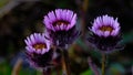 Erigeron plant blooms in the mountains of northern Norway