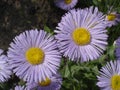 Erigeron (seaside daisy) purple and yellow flowers Royalty Free Stock Photo