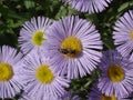 Erigeron (seaside daisy) purple and yellow flowers with bee Royalty Free Stock Photo