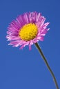 Erigeron Speciosus Charity Royalty Free Stock Photo