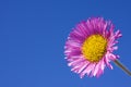 Erigeron Speciosus Charity Royalty Free Stock Photo