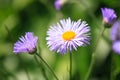 Erigeron speciosus flower