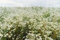 Erigeron strigosus flowers in summer field. Many white wildflowers, erigeron meadow landscape in sunny summer day