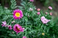 Erigeron Royalty Free Stock Photo