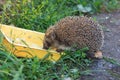 Erinaceus europaeus, western European Hedgehog. Royalty Free Stock Photo