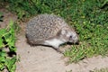 Erinaceus europaeus, western European Hedgehog. Royalty Free Stock Photo