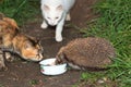 Erinaceus europaeus, western European Hedgehog. Royalty Free Stock Photo