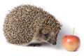Erinaceus europaeus, western European Hedgehog. Royalty Free Stock Photo