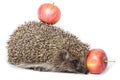 Erinaceus europaeus, western European Hedgehog. Royalty Free Stock Photo