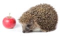 Erinaceus europaeus, western European Hedgehog. Royalty Free Stock Photo