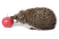 Erinaceus europaeus, western European Hedgehog. Royalty Free Stock Photo