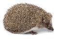 Erinaceus europaeus, western European Hedgehog. Royalty Free Stock Photo