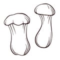 Eringi king oyster mushroom hand drawn sketch. Mushroom vector illustration isolated on a white background. Great for Royalty Free Stock Photo