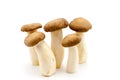Eringi Mushroom Royalty Free Stock Photo