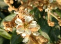 Eriobotrya japonica, loquat