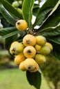 Eriobotrya japonica - Ripe loquat fruit on the tree
