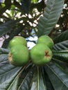 Eriobotrya japonica Thunb. Lindl. Shooting in summer