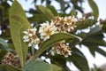 White flowers of Eriobotrya japonica Royalty Free Stock Photo