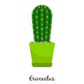 Eriocactus cactus in pot Royalty Free Stock Photo