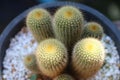 Eriocactus leninghausii cactus plant with daylight in flower pot Royalty Free Stock Photo