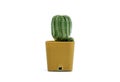 Eriocactus leninghausii, a cactus White background Royalty Free Stock Photo