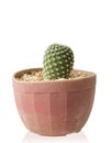 Eriocactus leninghausii succulent plant Royalty Free Stock Photo