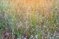 Clusters of beautiful white flowers in the meadow at Phu kradueng National Park. Famous tourist