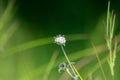 Eriocaulon robustobrownianum Mysore Pipewort Flower on green background