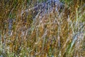 Eriocaulon smitinandii beautiful mix dry grass