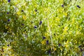 Eriocaulon smitinandii with green background