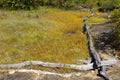 Eriocaulon smitinandii and garden