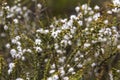 Eriocephalus africanus African wild rosemary