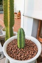 ERIOCEREUS Harrisia jusbertii or cactus , Fairytale castle or Cereus peruvianus