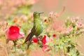 Eriocnemis mosquera, Golden-breasted Puffleg, green and gold hummingbird in the nature habitat. Red and green flower vegetation