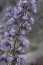 ERIODICTYON PARRYI BLOOM - SAN BERNARDINO MTNS - 061520 C