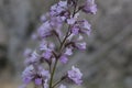 ERIODICTYON PARRYI BLOOM - SAN BERNARDINO MTNS - 061520 D