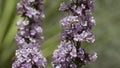 ERIODICTYON PARRYI BLOOM - SAN BERNARDINO MTNS - 060921 V