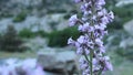 ERIODICTYON PARRYI BLOOM - SAN BERNARDINO MTNS - 061520 V A