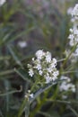 ERIODICTYON TRICHOCALYX BLOOM - SAN BERNARDINO MTNS - 060920 B