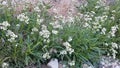 ERIODICTYON TRICHOCALYX BLOOM - SAN BERNARDINO MTNS - 060920 V A