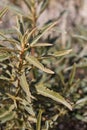 ERIODICTYON TRICHOCALYX - PIONEERTOWN MP - 041820 B