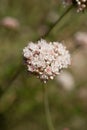 ERIOGONUM FASCICULATUM BLOOM - RED ROCK CP MRCA - 051221 B