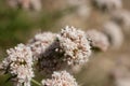 ERIOGONUM FASCICULATUM BLOOM - RED ROCK CP MRCA - 051221 D