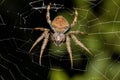 Eriophora ravilla, the tropical orb weaver spider, Tortuguero, Costa Rica wildlife. Royalty Free Stock Photo