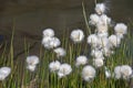 Eriophorum Royalty Free Stock Photo