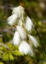 Eriophorum angustifolium Royalty Free Stock Photo