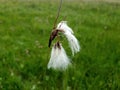 Eriophorum angustifolium, Common Cotton Grass Royalty Free Stock Photo