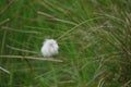 Eriophorum angustifolium commonly known as Cottongrass. Royalty Free Stock Photo